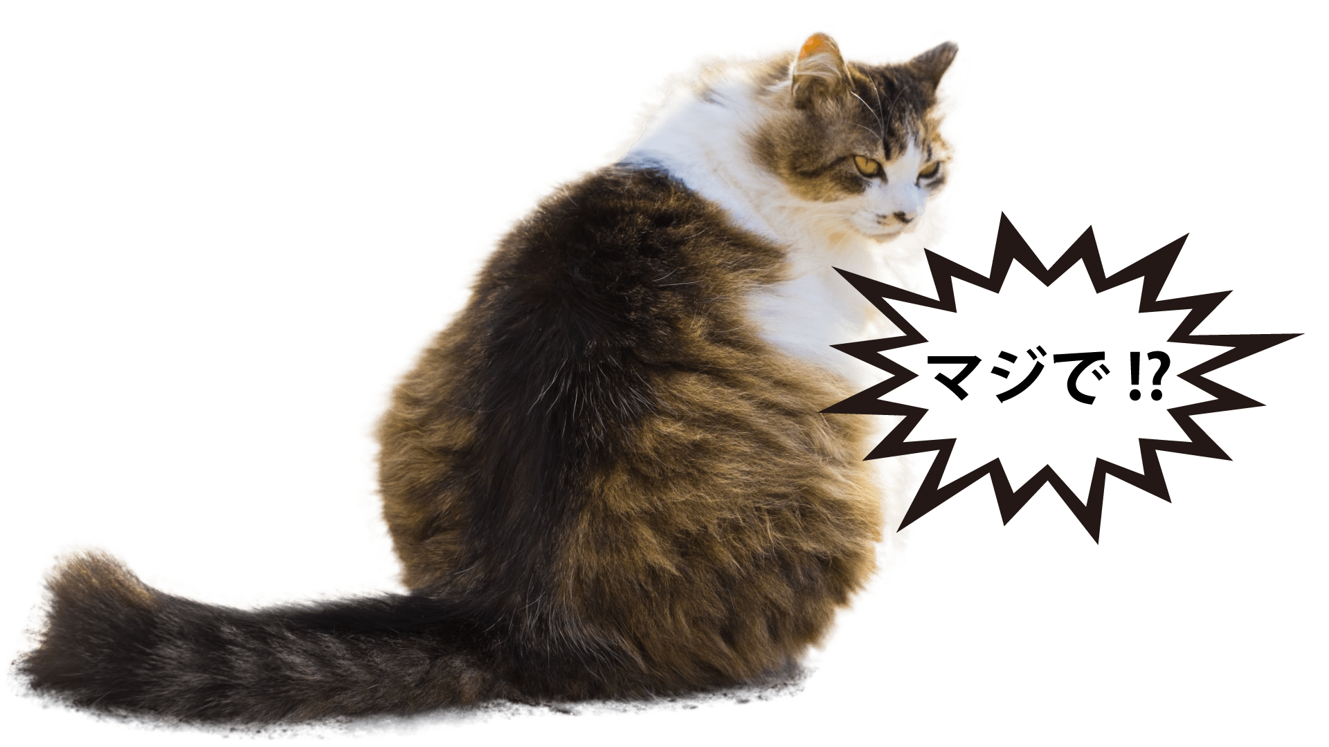 12ネコ min
